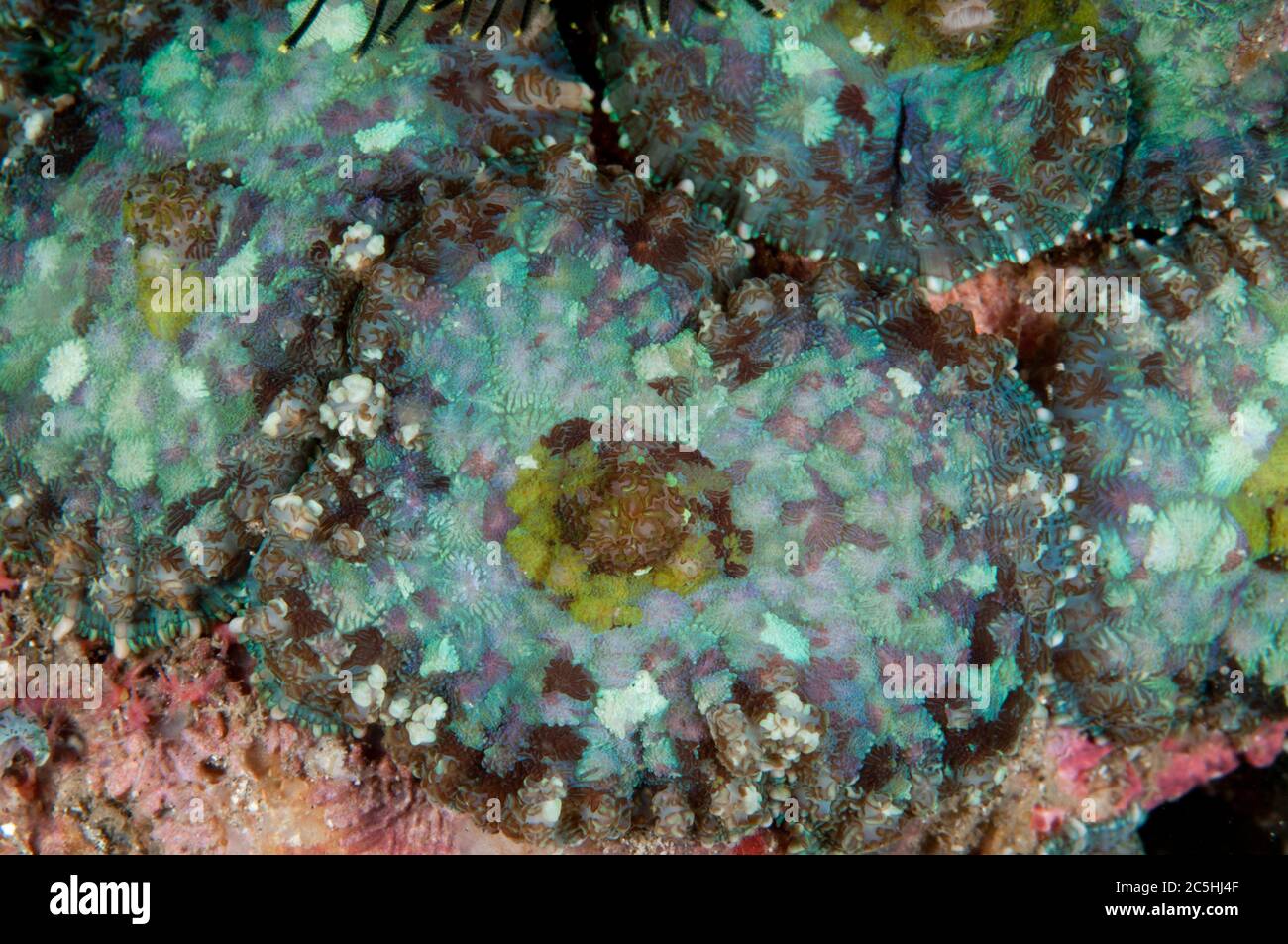 Mushroom Coral Corallimorph, Rhodactis inchoata, Tanjung Slope dive site, Lembeh Straits, Sulawesi, Indonesia Stock Photo