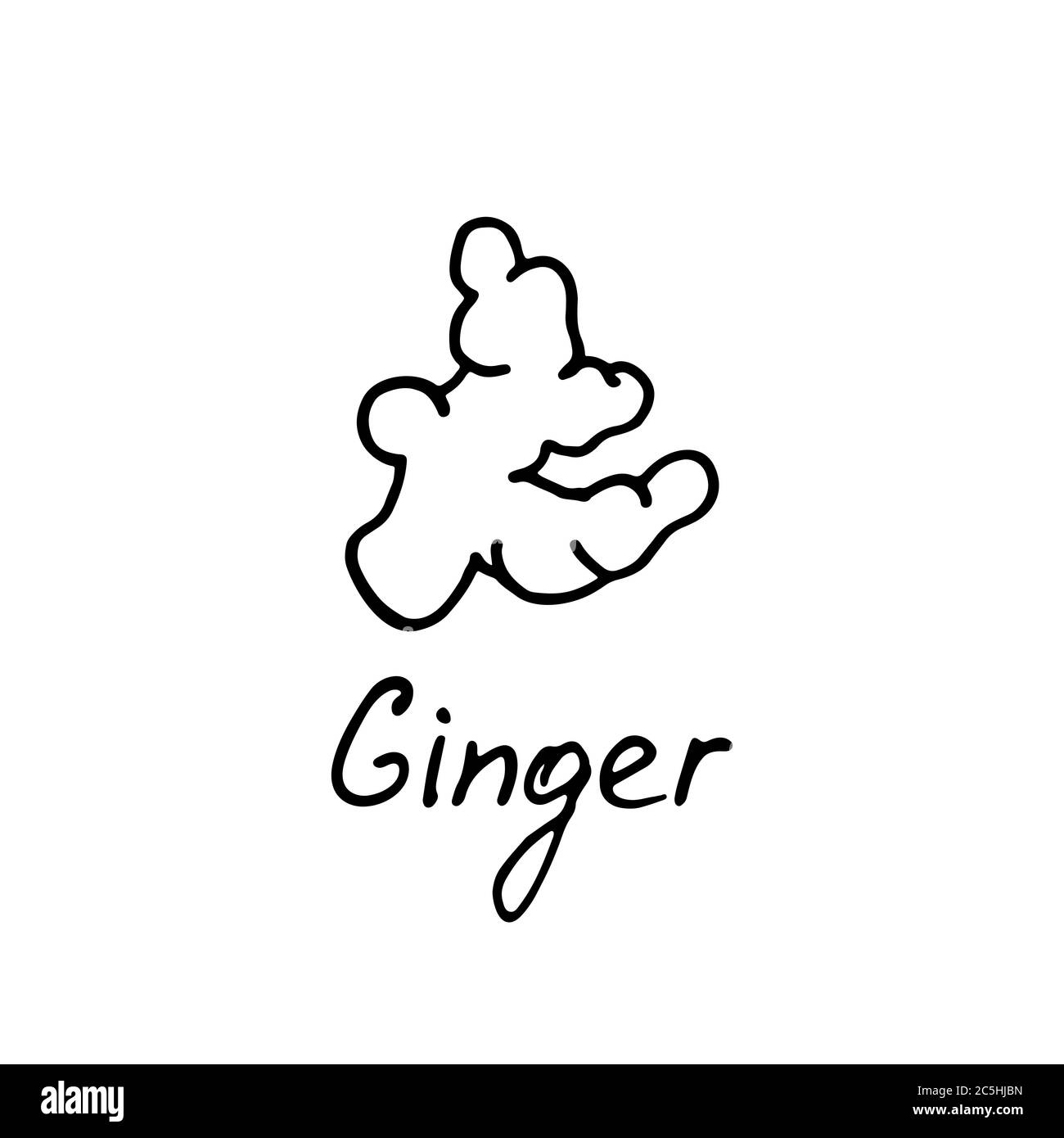 Ginger logo. Vector illustration with hand drawn ginger. Stock Vector