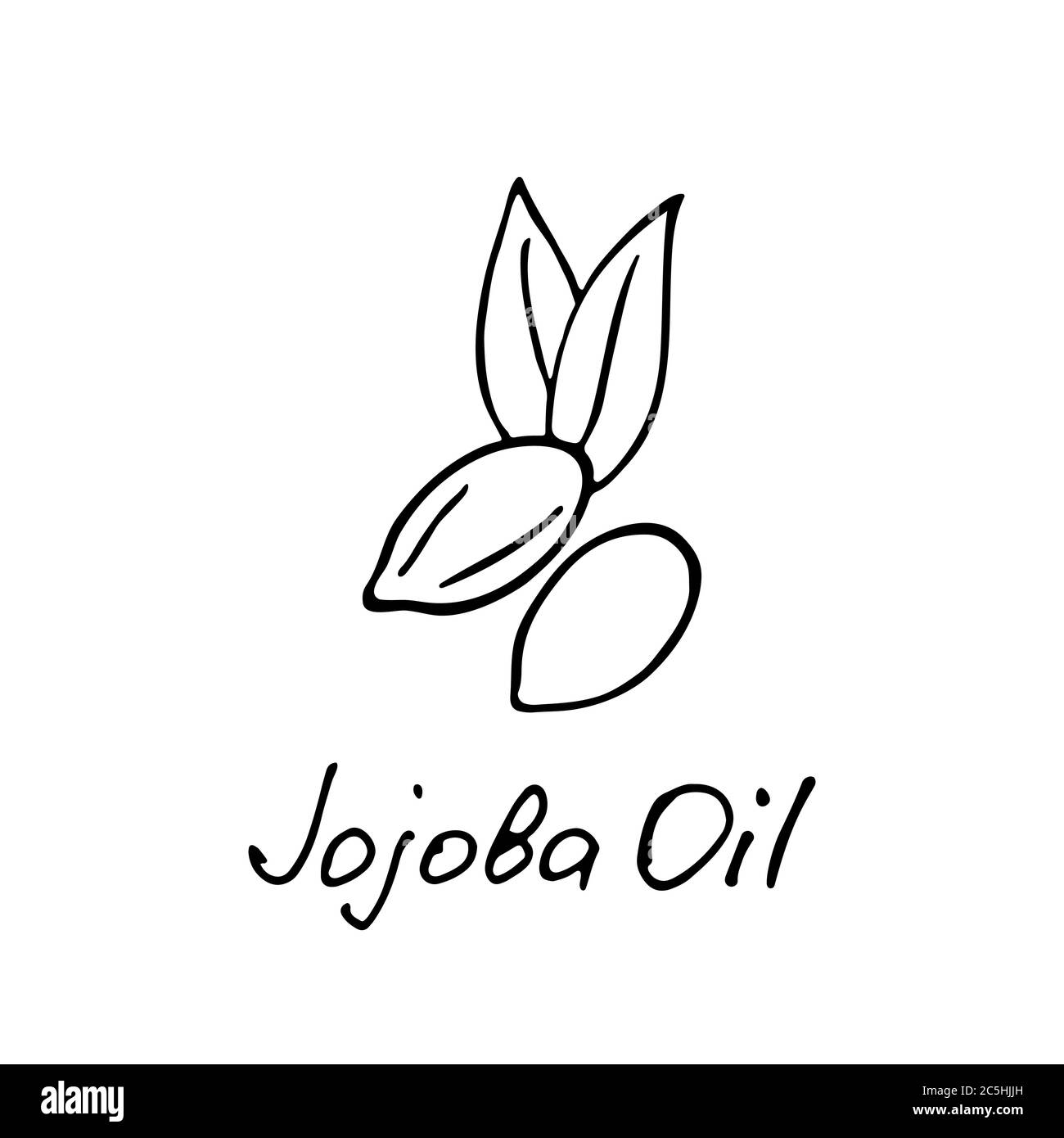 Jojoba oil. Cosmetic ingredient. Nutritional oil for skin care. Handdrawn icon of jojoba nut