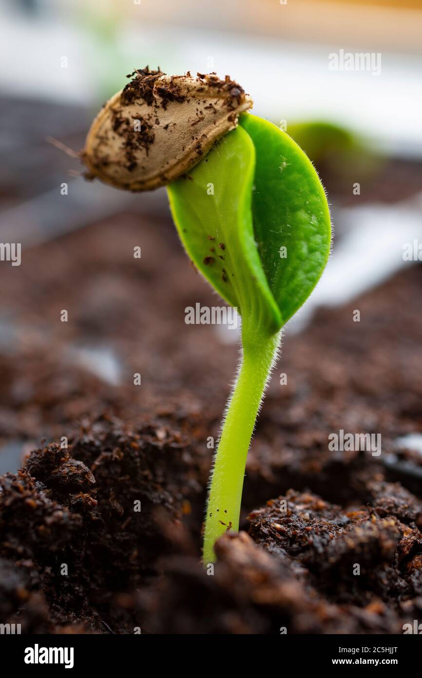 Seed case hires stock photography and images Alamy