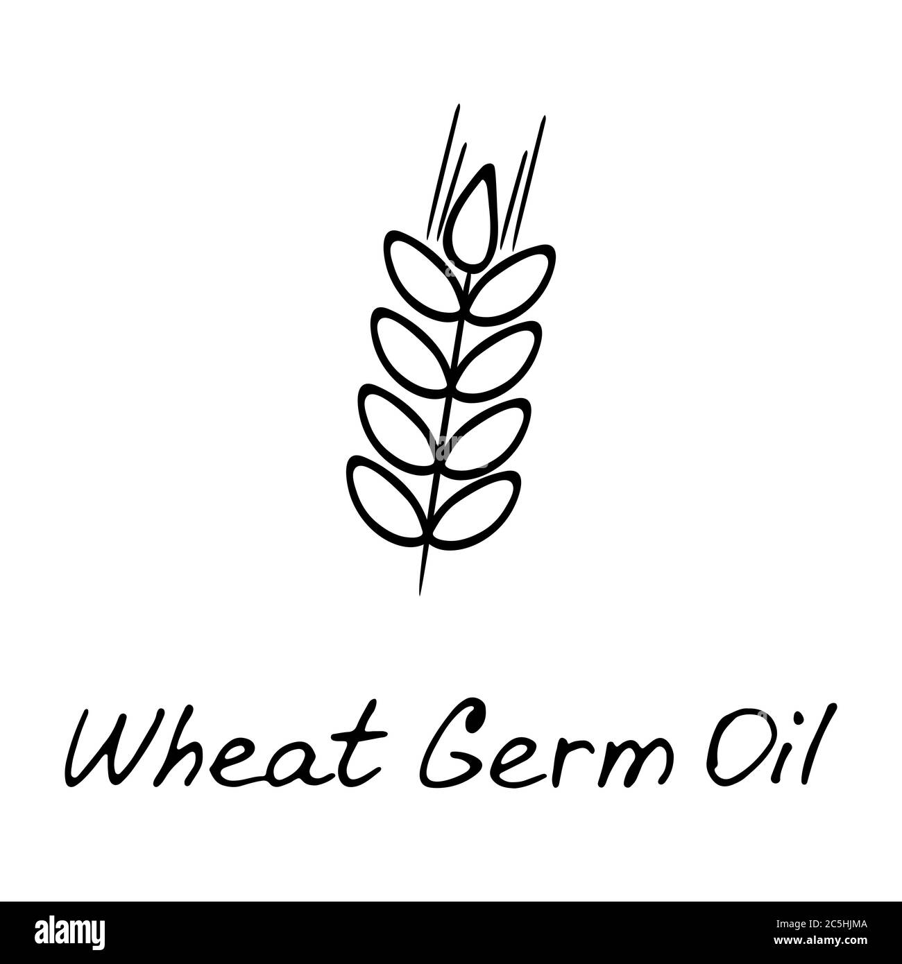 Cosmetic ingredient illustration. Wheat germs and spikelet, hand drawn illustration Stock Vector