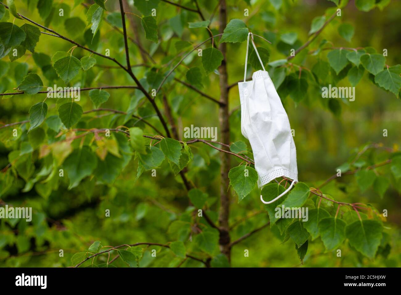 medical face mask hanging on a branch of a green tree. environmental ...