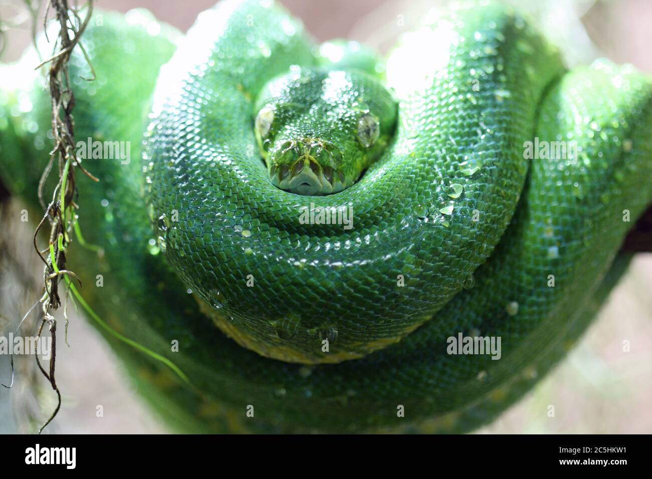 Baumpython High Resolution Stock Photography And Images Alamy