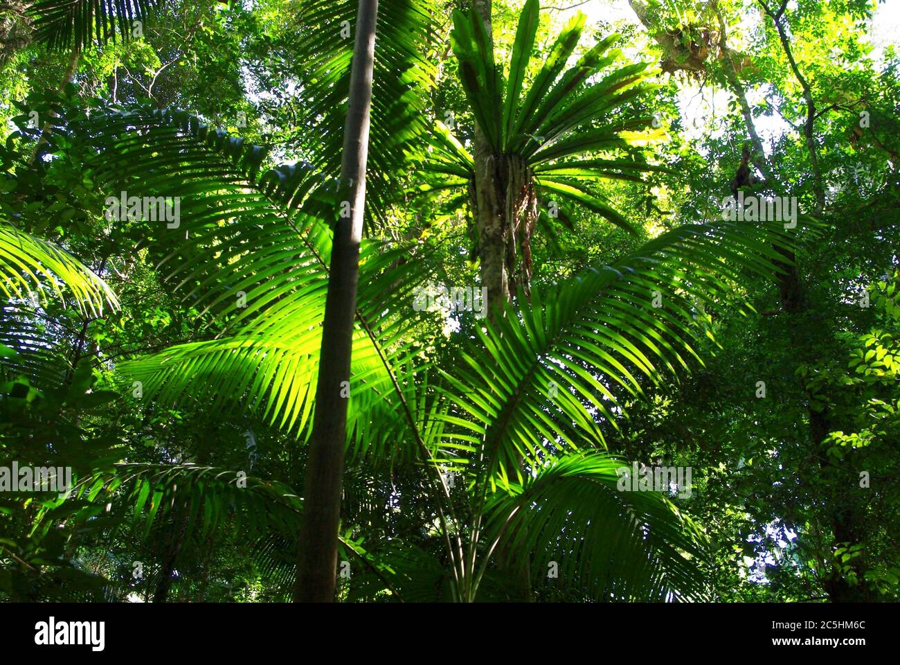 Sunlight Filtering through Rainforest Canopy at Mary Cairncross Scenic Reserve Maleny Queensland Australia Stock Photo