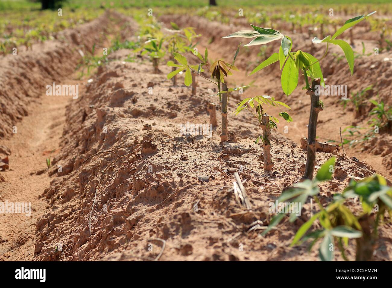 A cassava plantation made into grooves for planting in a beautiful row. Saw a small cassava tree. Stock Photo