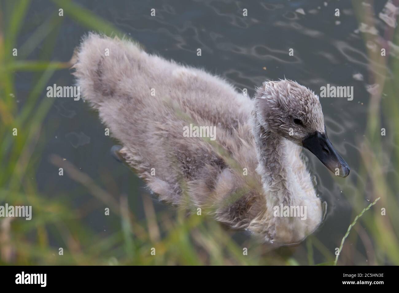 A young cygnet on the Thames River in West Oxfordshire in the UK Stock Photo