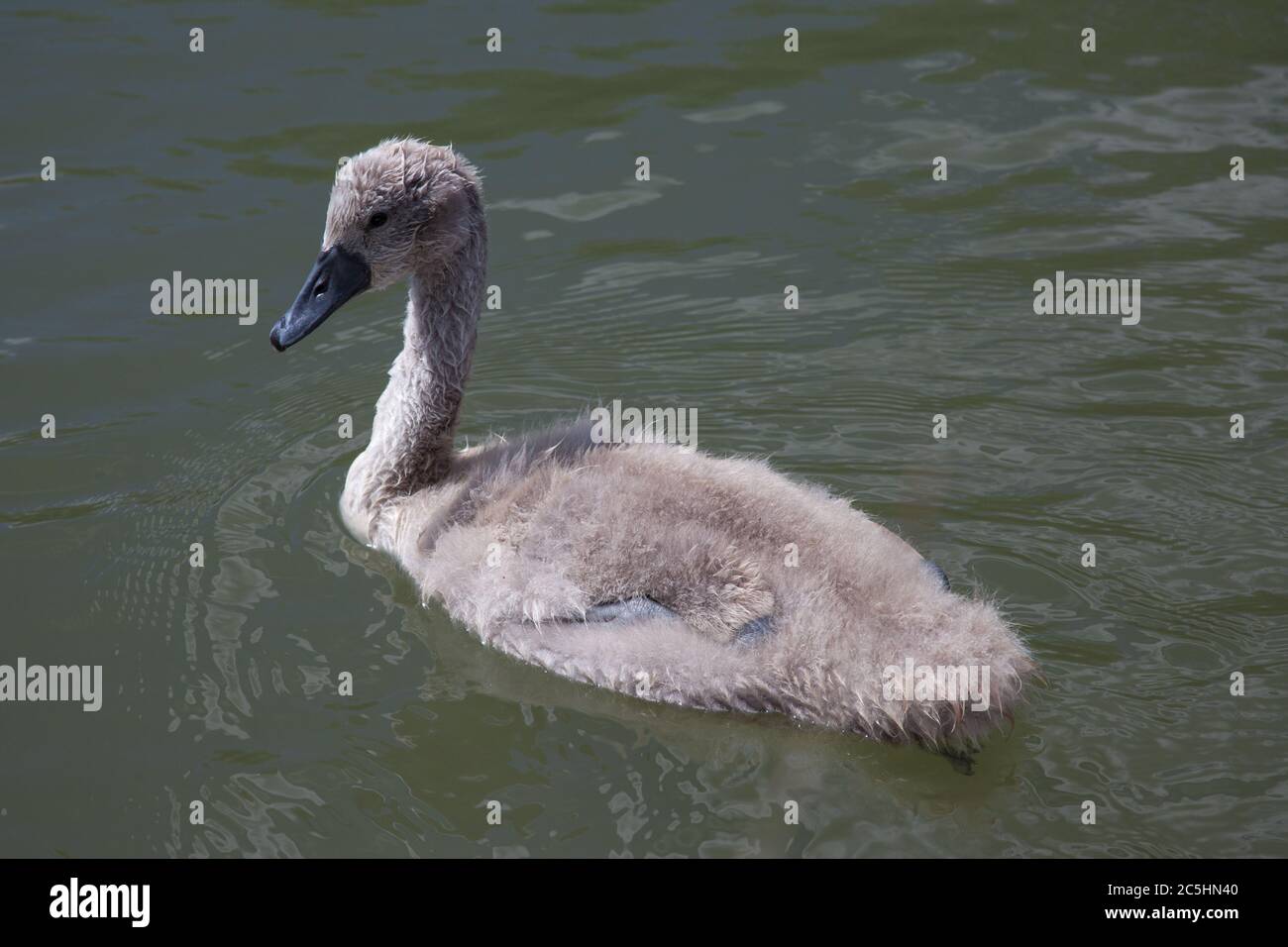 A young cygnet swimming on the Thames in Oxfordshire in the UK Stock Photo