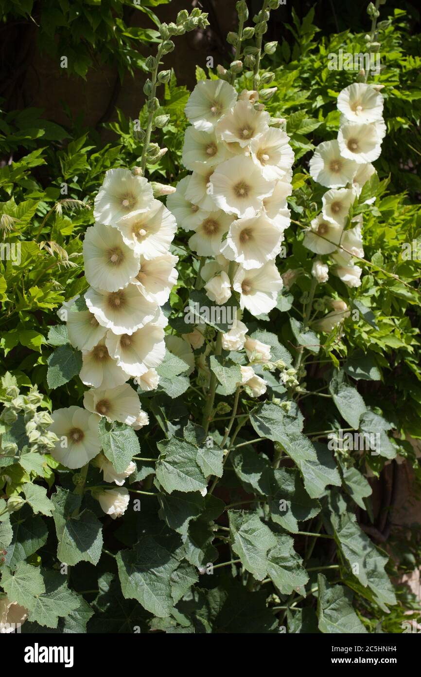 White Common hollyhocks, a species of Mallow also known as Rose Mallow or Garden Hollyhock Stock Photo