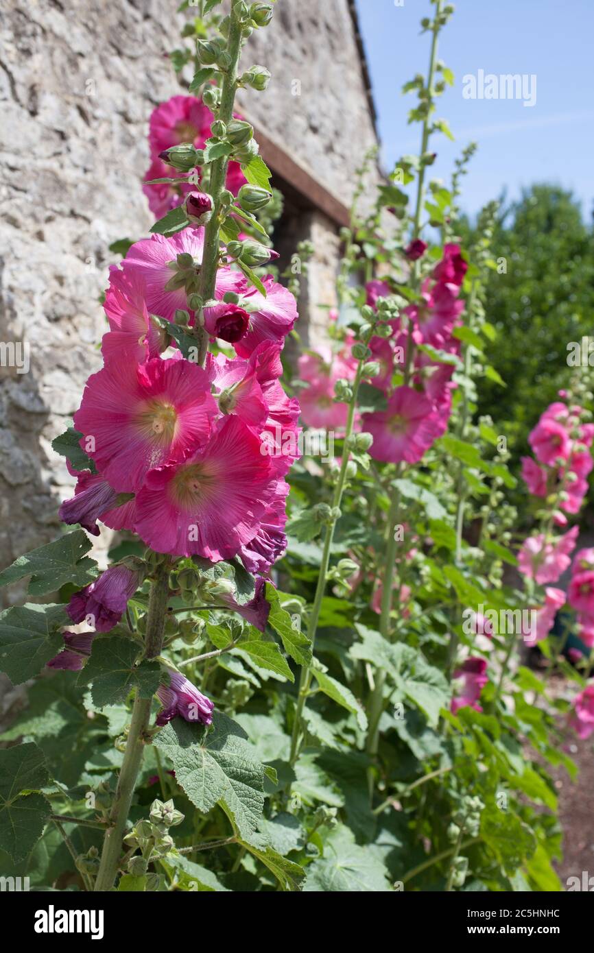 Pink common hollyhocks growing against the side of an old cottage, also known as a Garden hollyhock Stock Photo