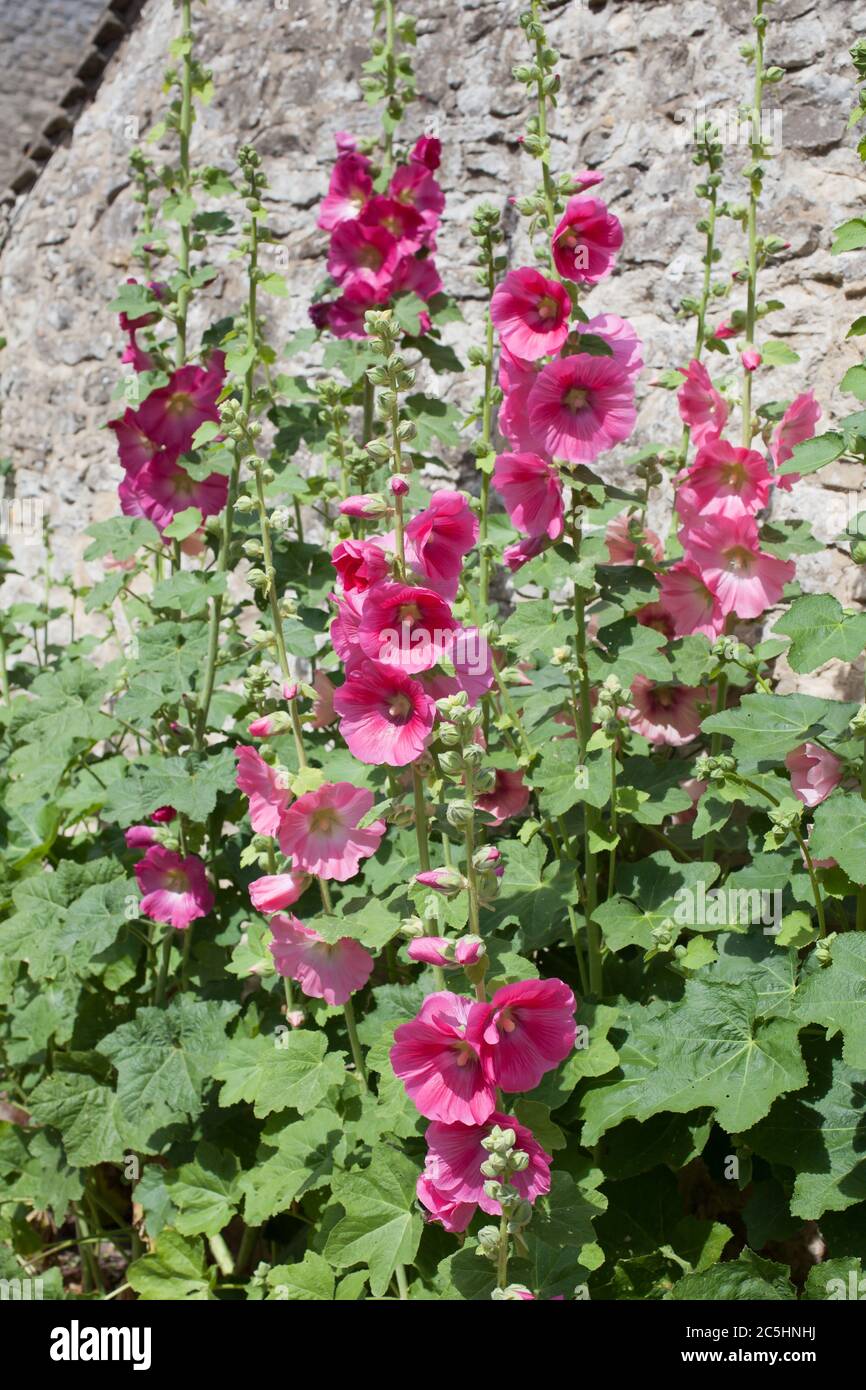 Tall pink common hollyhocks a species of Mallow growing against a stone wall Stock Photo