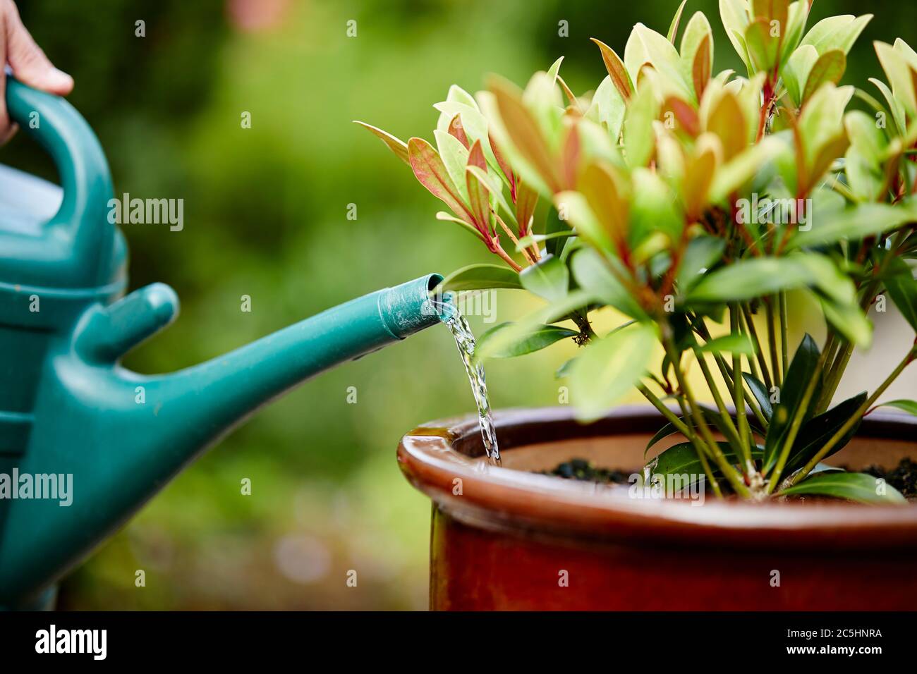 Woman watering Skimmia plant in the garden Stock Photo