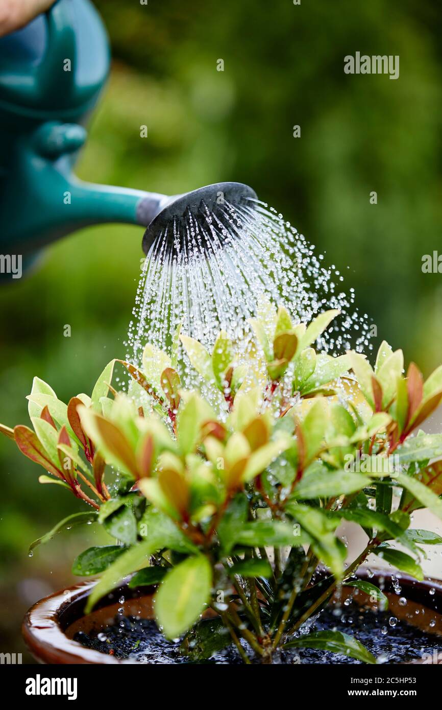 Woman watering Skimmia plant in the garden Stock Photo