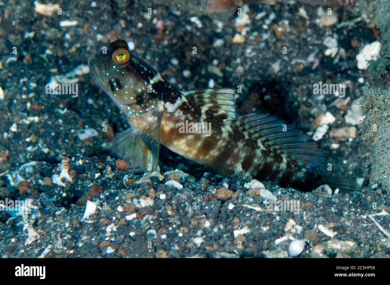 Ventral-Barred Shrimpgoby, Cryptocentrus sericus, on sand by hole, TK2 dive site, Lembeh Straits, Sulawesi, Indonesia Stock Photo