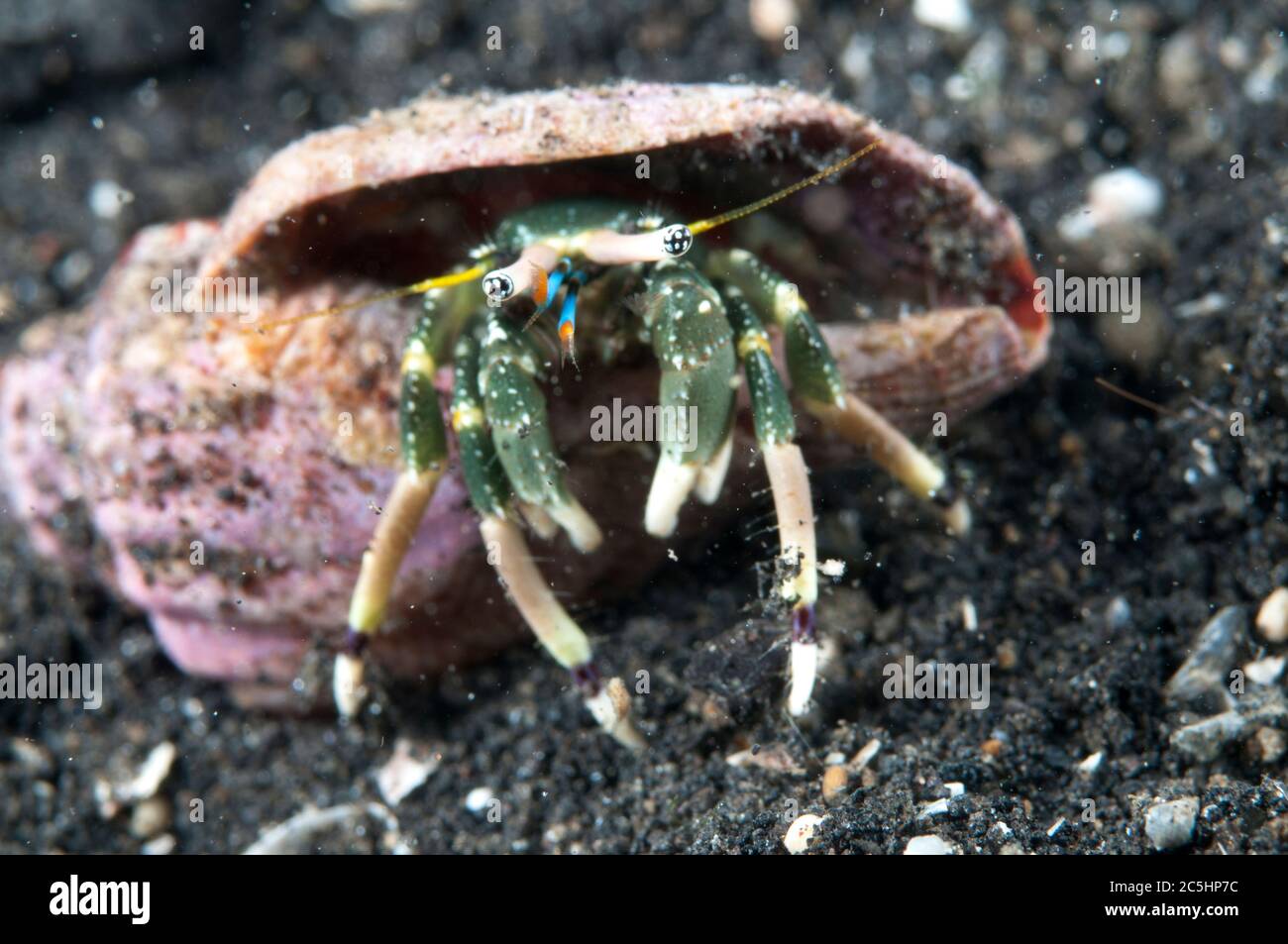 Hidden Hermit Crab, Calcinus latens, TK1 dive site, Lembeh Straits, Sulawesi, Indonesia Stock Photo