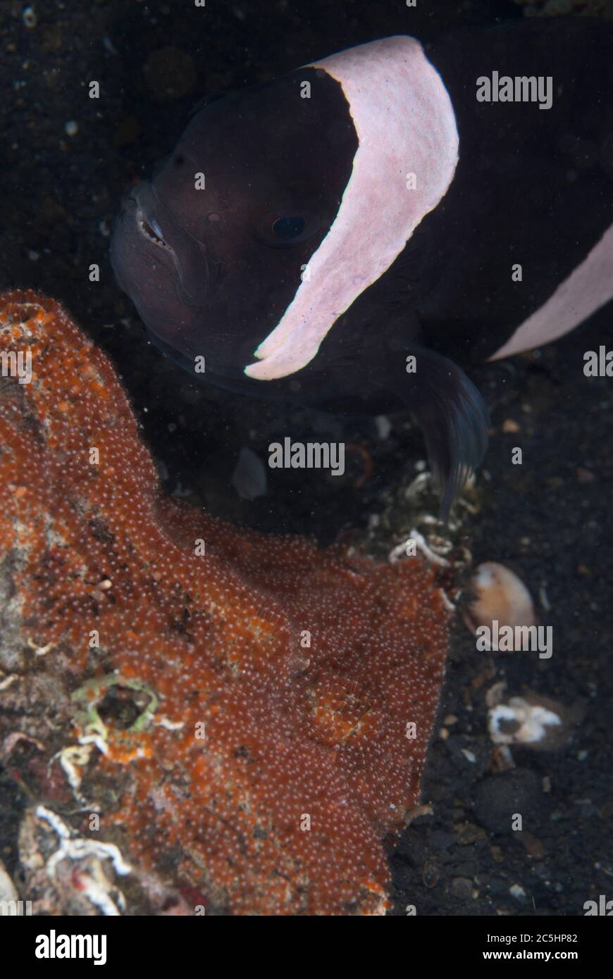 Saddleback Anemonefish, Amphiprion polymnus, protecting egg clutch, TK1 dive site, Lembeh Straits, Sulawesi, Indonesia Stock Photo