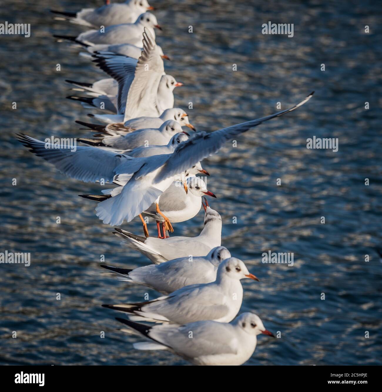 A seagull flies to a rope with many other seagulls. Symbolic photo for lack of space, tightness and claustrophobia Stock Photo