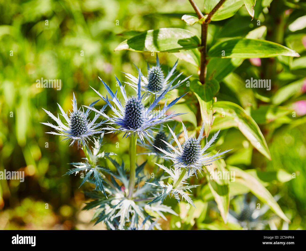 Eryngium or a Blue Holly in a garden setting. Stock Photo