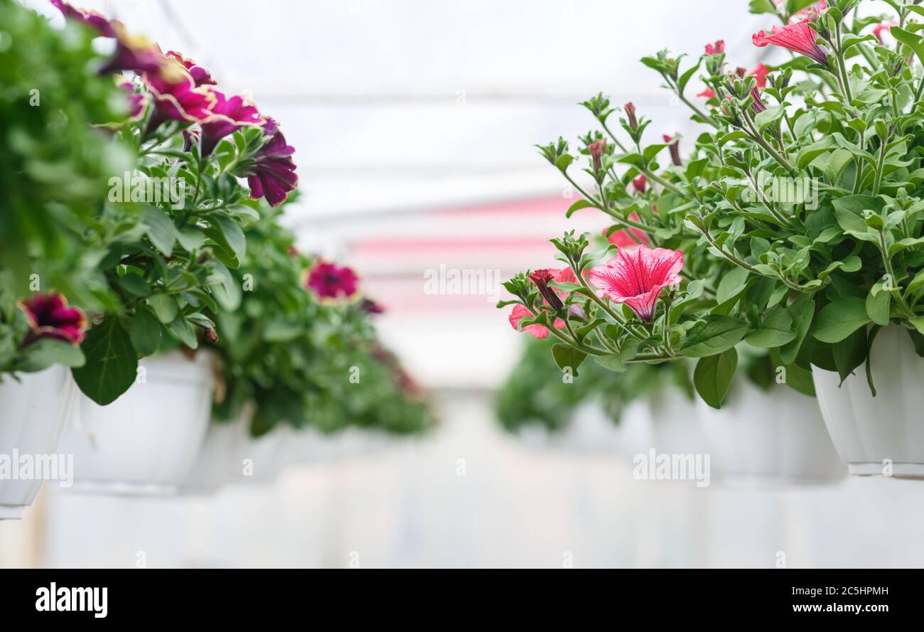 Growing flowers in greenhouse. Pink and purple petunias in pots in