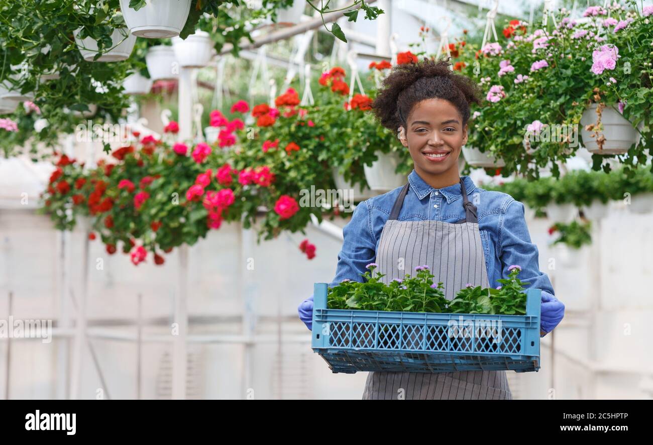 Work of farmer and gardener with flowers. Girl holding box with sprouts, pots of roses hang under the ceiling Stock Photo