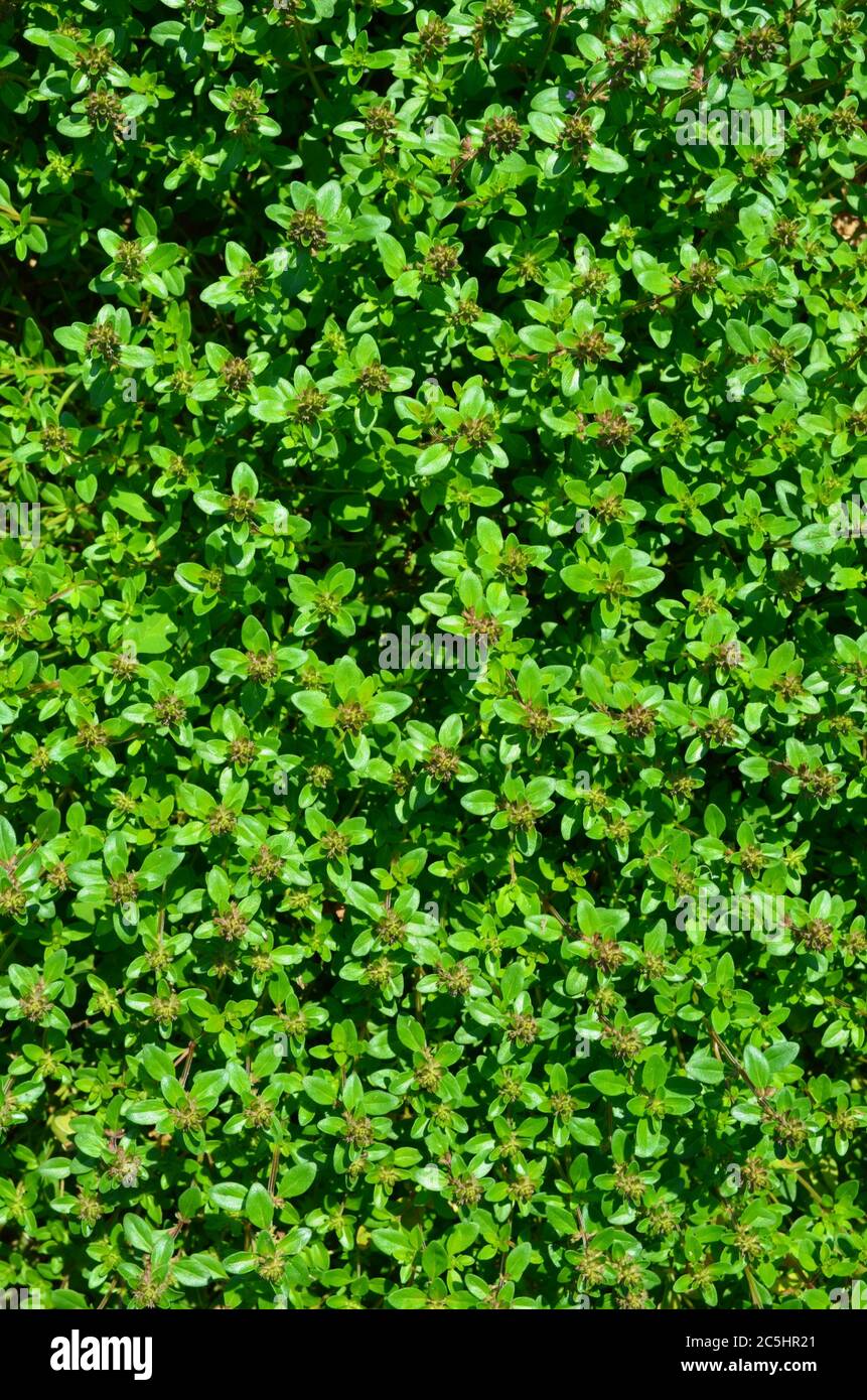 Thyme herb growing in garden. Thymus vulgaris Stock Photo Alamy