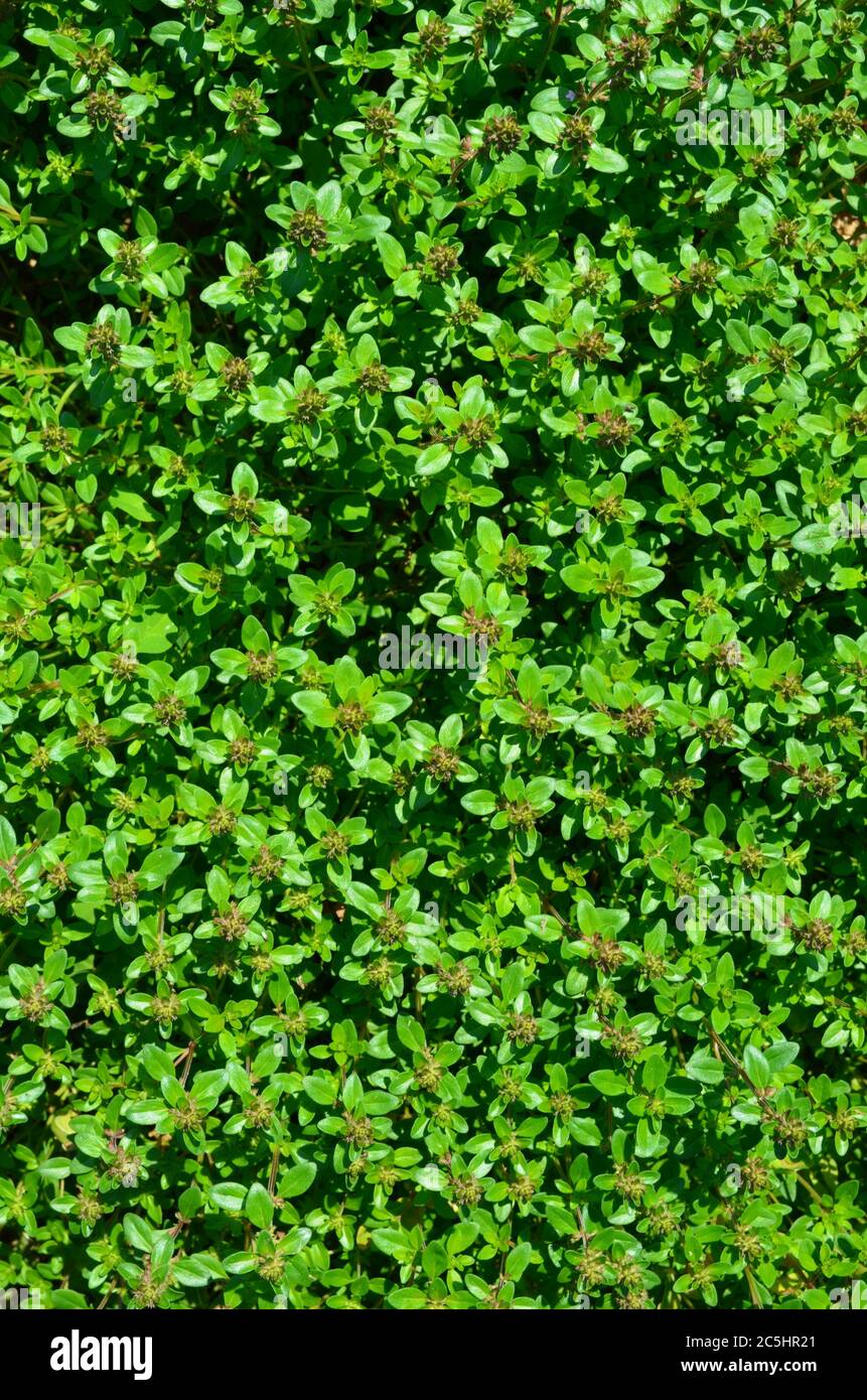 Thyme herb growing in garden. Thymus vulgaris Stock Photo