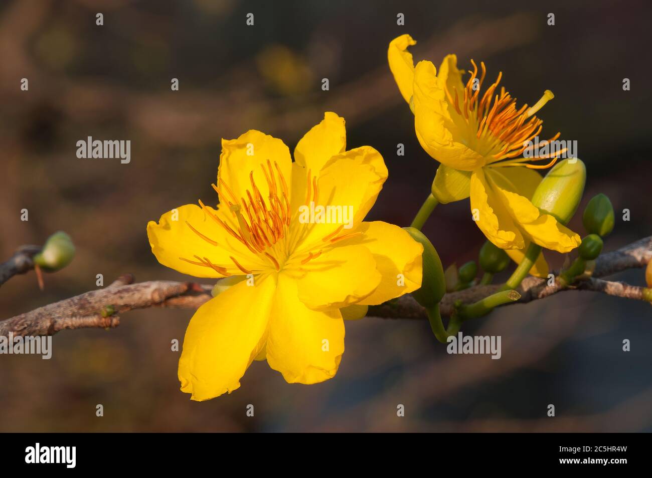 HCMC Vietnam, hoang mai or yellow mai flower plant very popular in