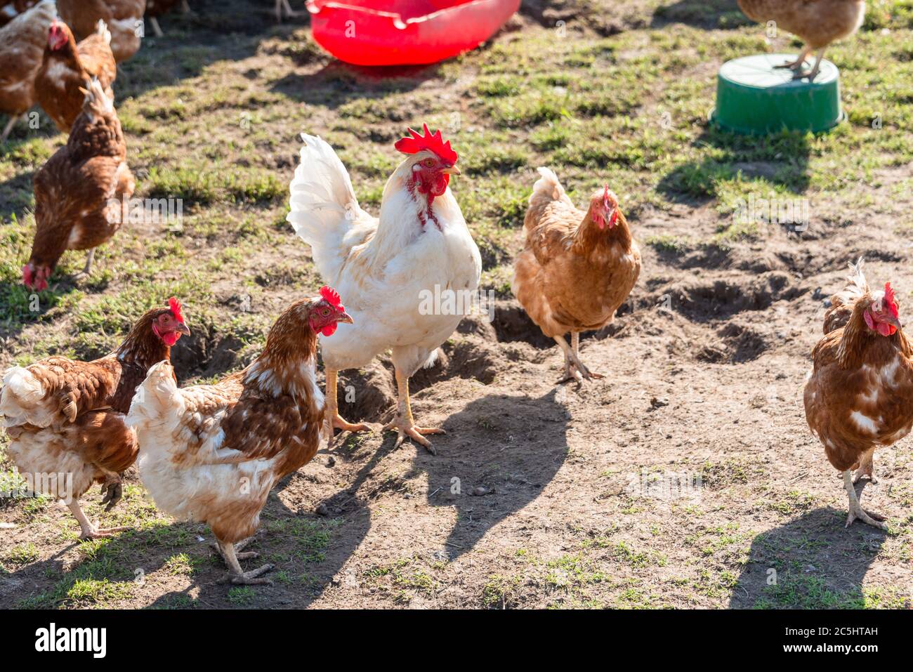 Artgerechte Tierhaltung in Schleswig-Holstein. Frei laufende Hühner auf einer Wiese in Moorsee bei Kiel Stock Photo