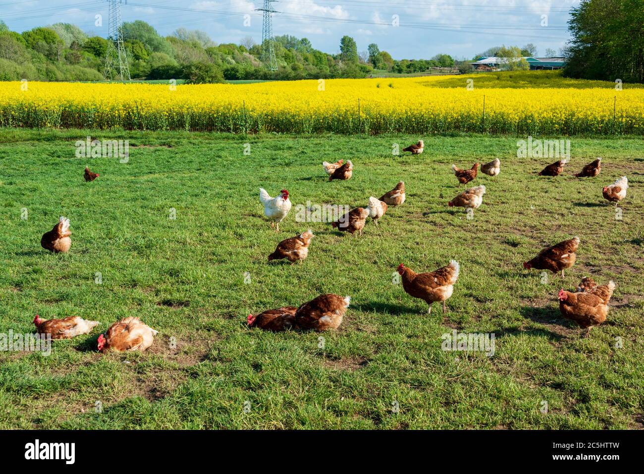 Artgerechte Tierhaltung In Schleswig Holstein Frei Laufende Huhner Auf Einer Wiese In Moorsee Bei Kiel Stock Photo Alamy