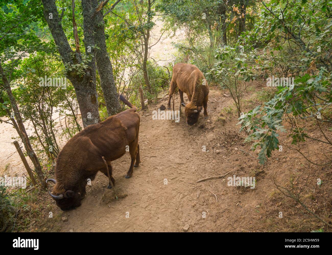 Two bisons. European bison nature reserve. san Cebrian de Muda, Palencia province, Castilla Leon, Spain. Stock Photo