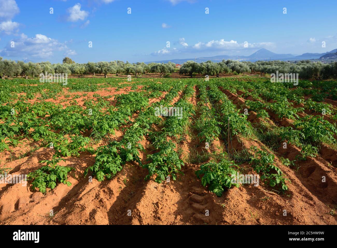 Rural greek landscape. Potato field against olive garden, Messinia, Peloponnese, Greece Stock Photo