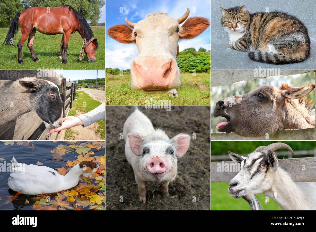 Farm Animals Concept Collage Different Farm Animals With Pig Horse And Donkey Goose And Cat Stock Photo Alamy