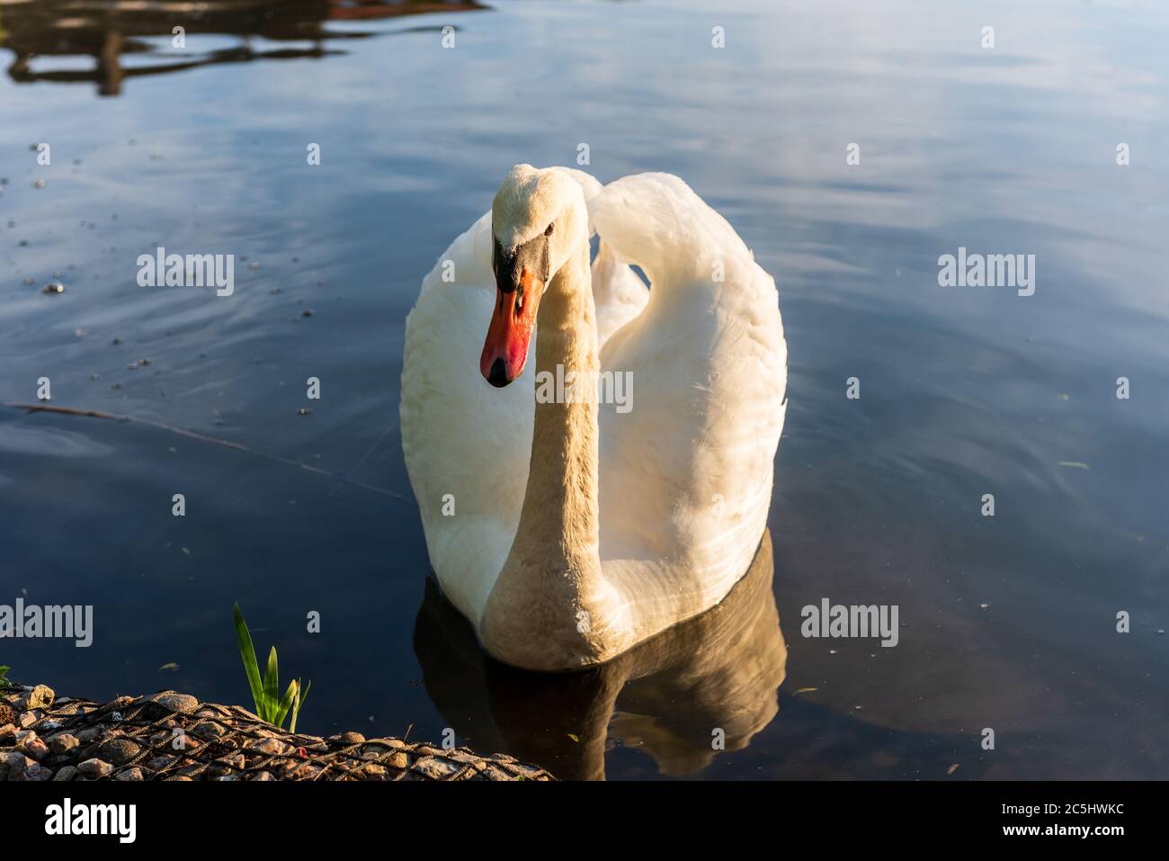 Kiel. Imponiergehabe eines Schwans im Kleinen Kiel im Ratsdienergarten Stock Photo