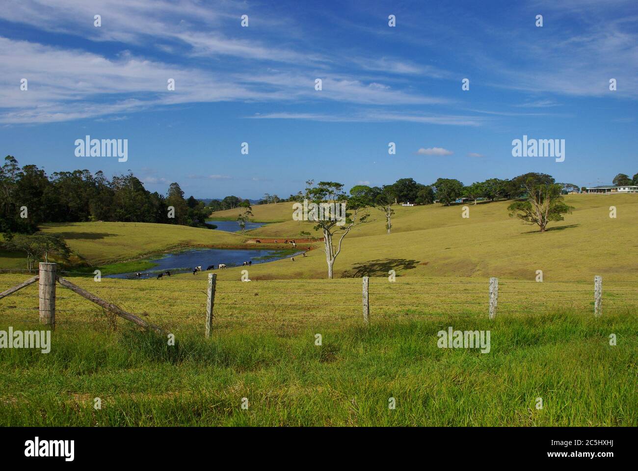 Cows grazing by dam in fields of Maleny Queensland Stock Photo