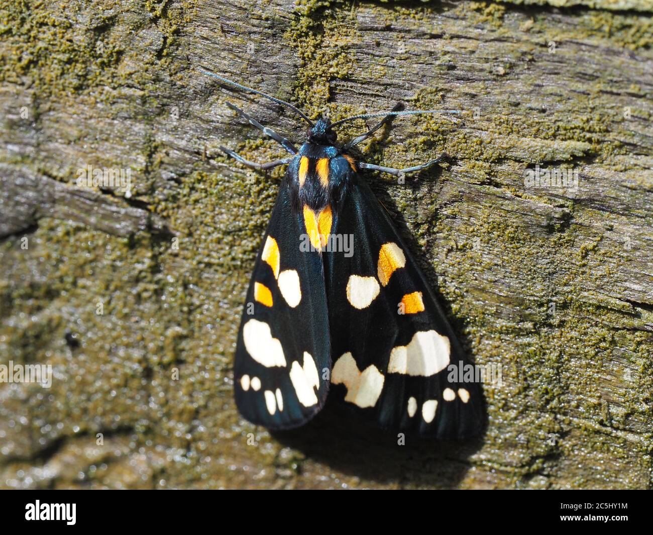 Scarlet Tiger moth in a garden in West Wales Stock Photo