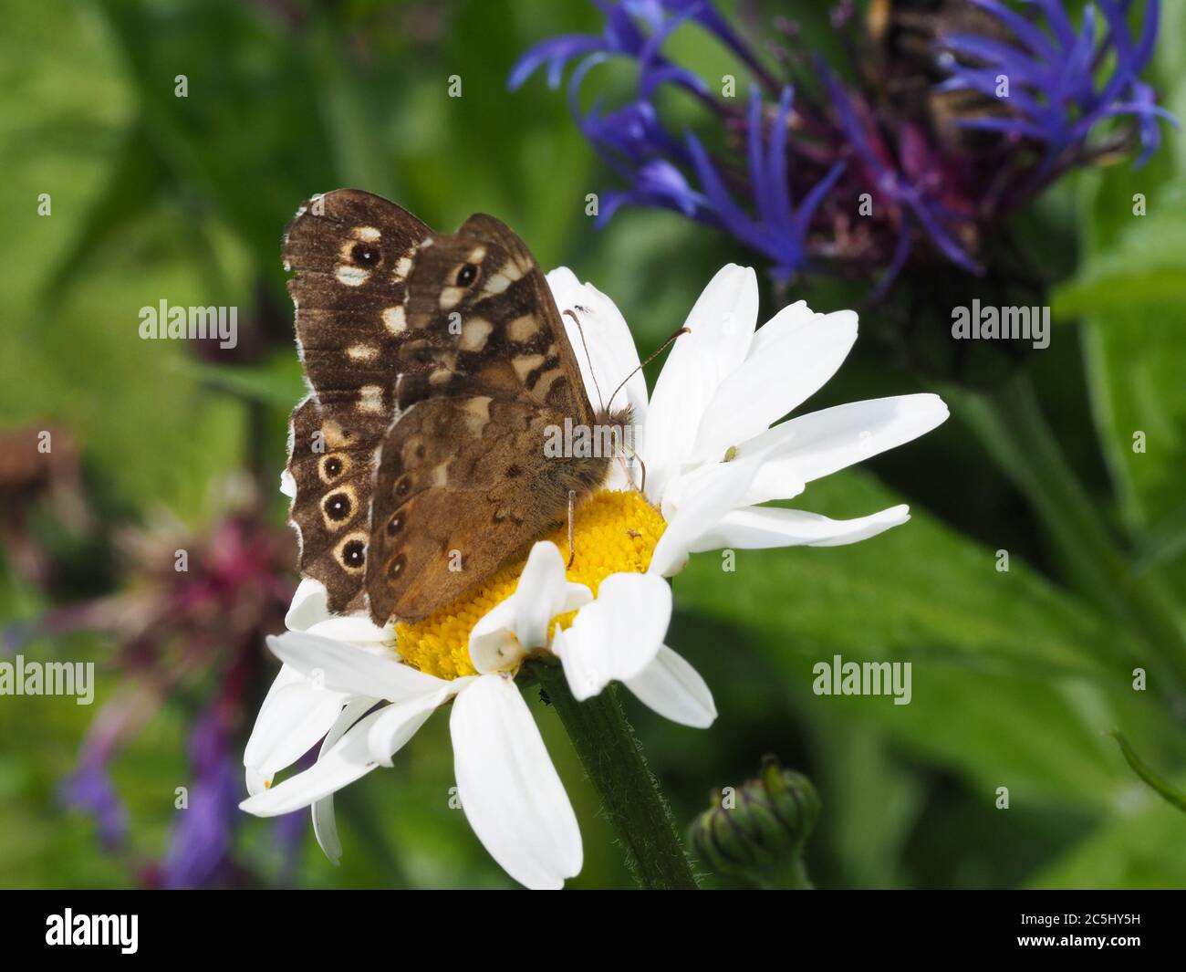 Speckled Wood Butterfly feeding on Ox-eye Daisy in a wildlife garden, West Wales Stock Photo