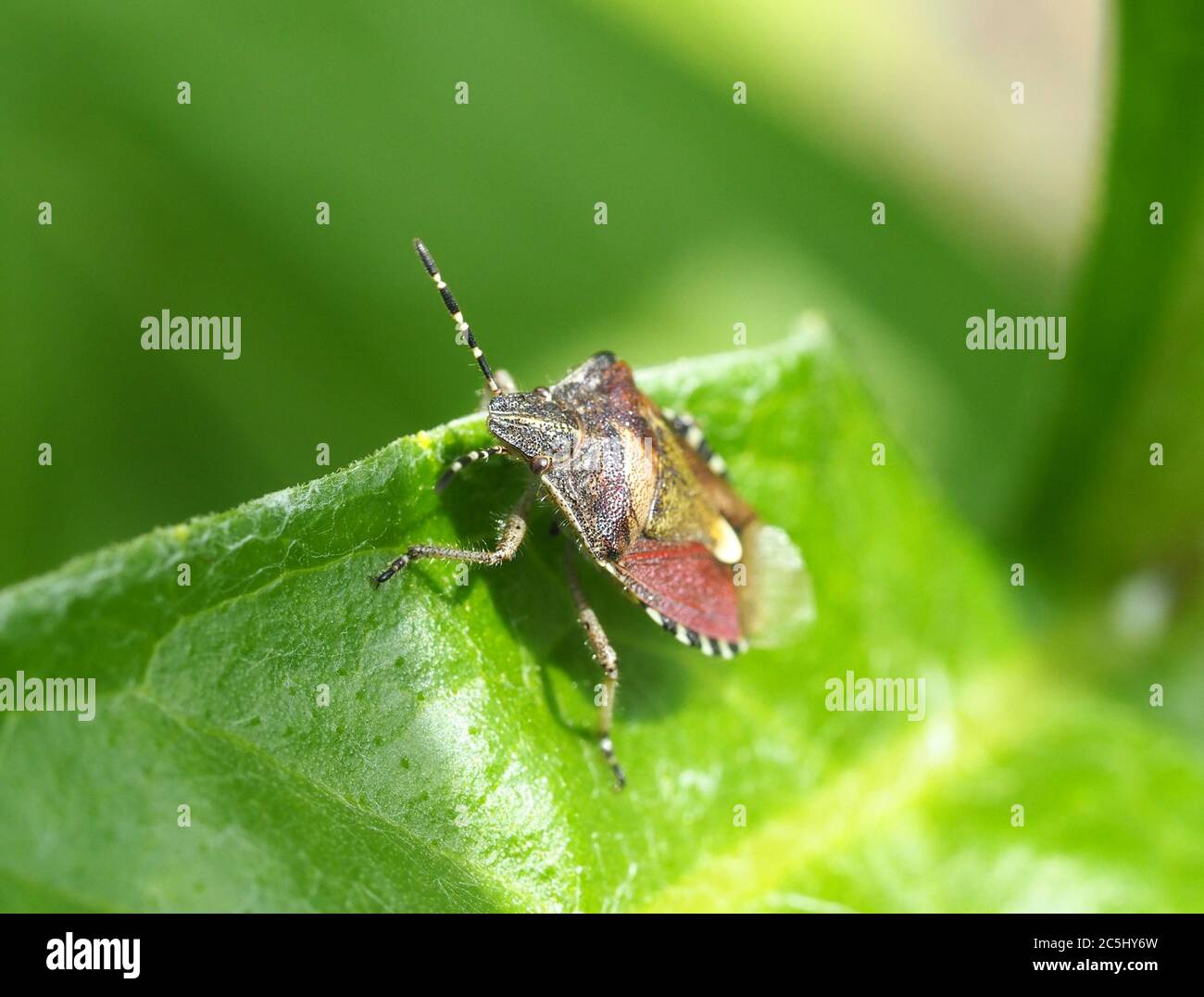 Sloe Bug in a West Wales garden Stock Photo