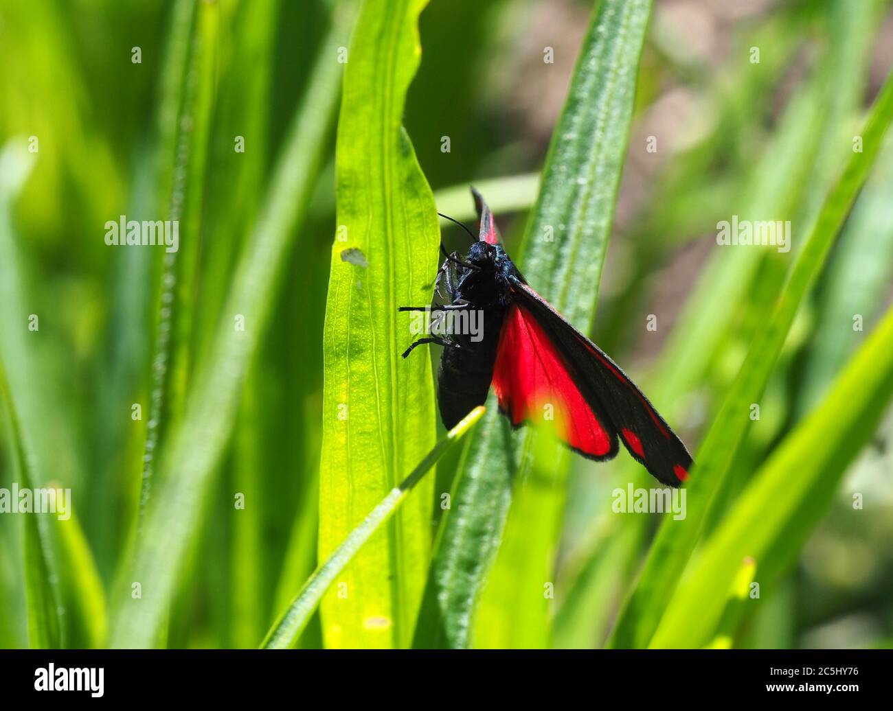 Cinnabar Moth on plantain leaves in a garden in Ceredigion, West Wales. Stock Photo