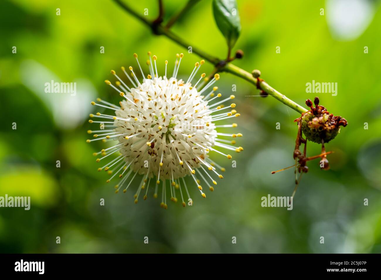 I found this seed pod interesting because it looks like the coronavirus Stock Photo