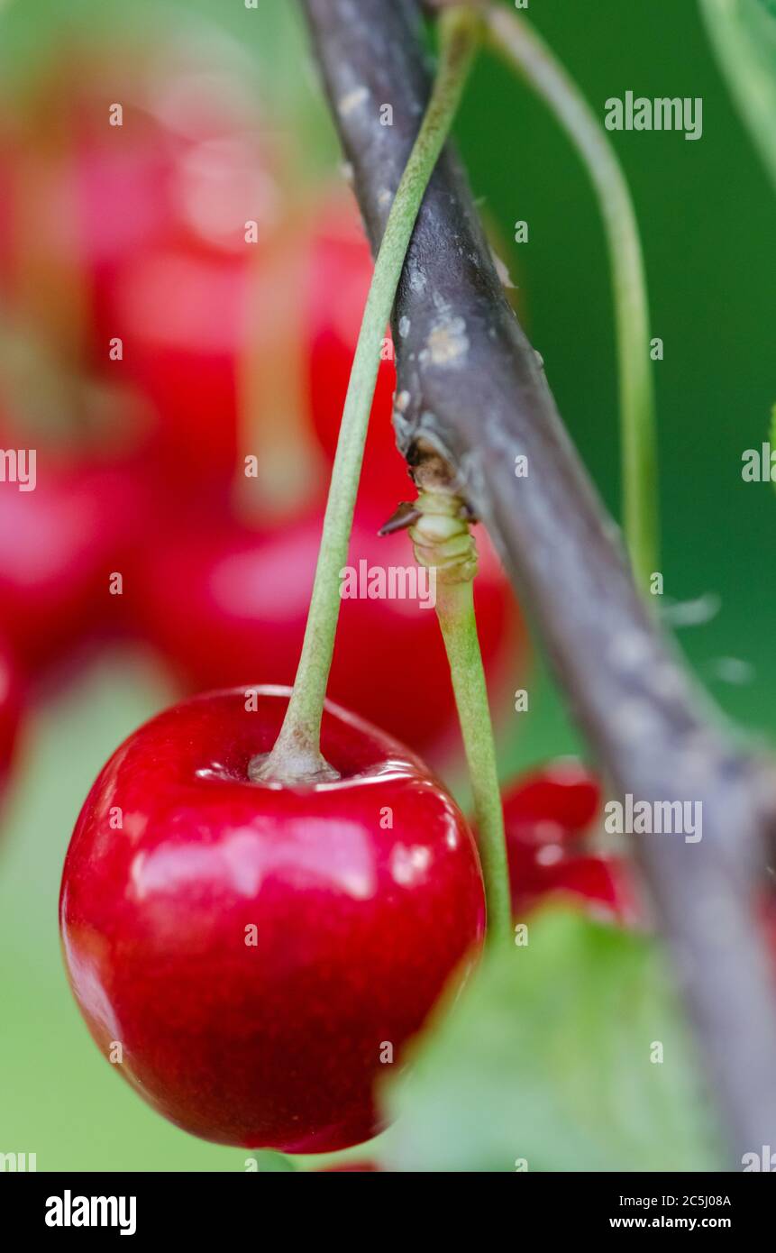Fresh, red cherry fruits, Prunus cerasus, hanging on a twig on a tree in a garden, Germany, Western Europe Stock Photo
