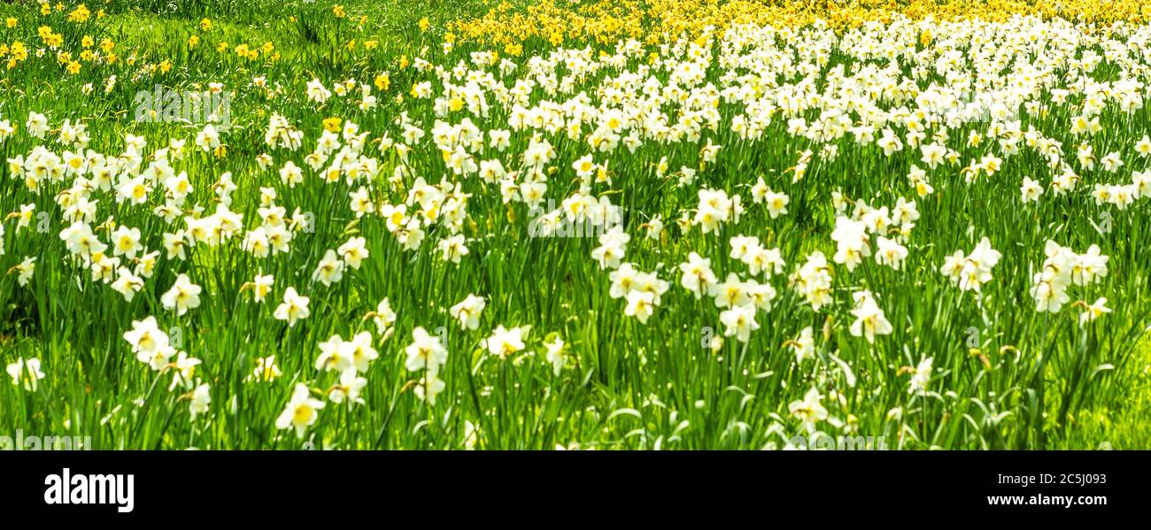 Frühlingswiese mit Narzissen und Osterglocken Stock Photo