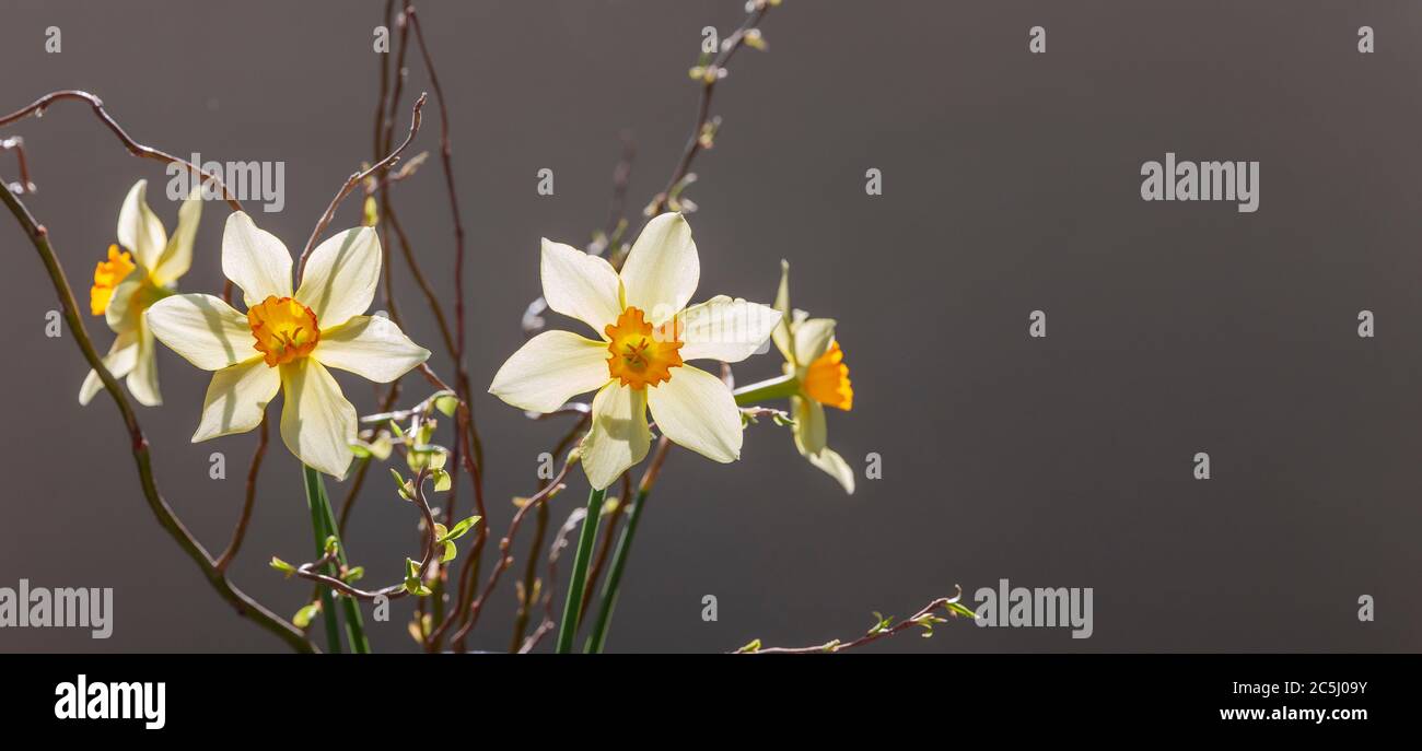 Blumenarrangement mit Narzissen vor dunklem Hintergrund Stock Photo