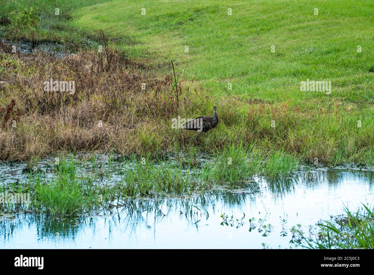 A Limpkin forges for some food around the pond. Stock Photo