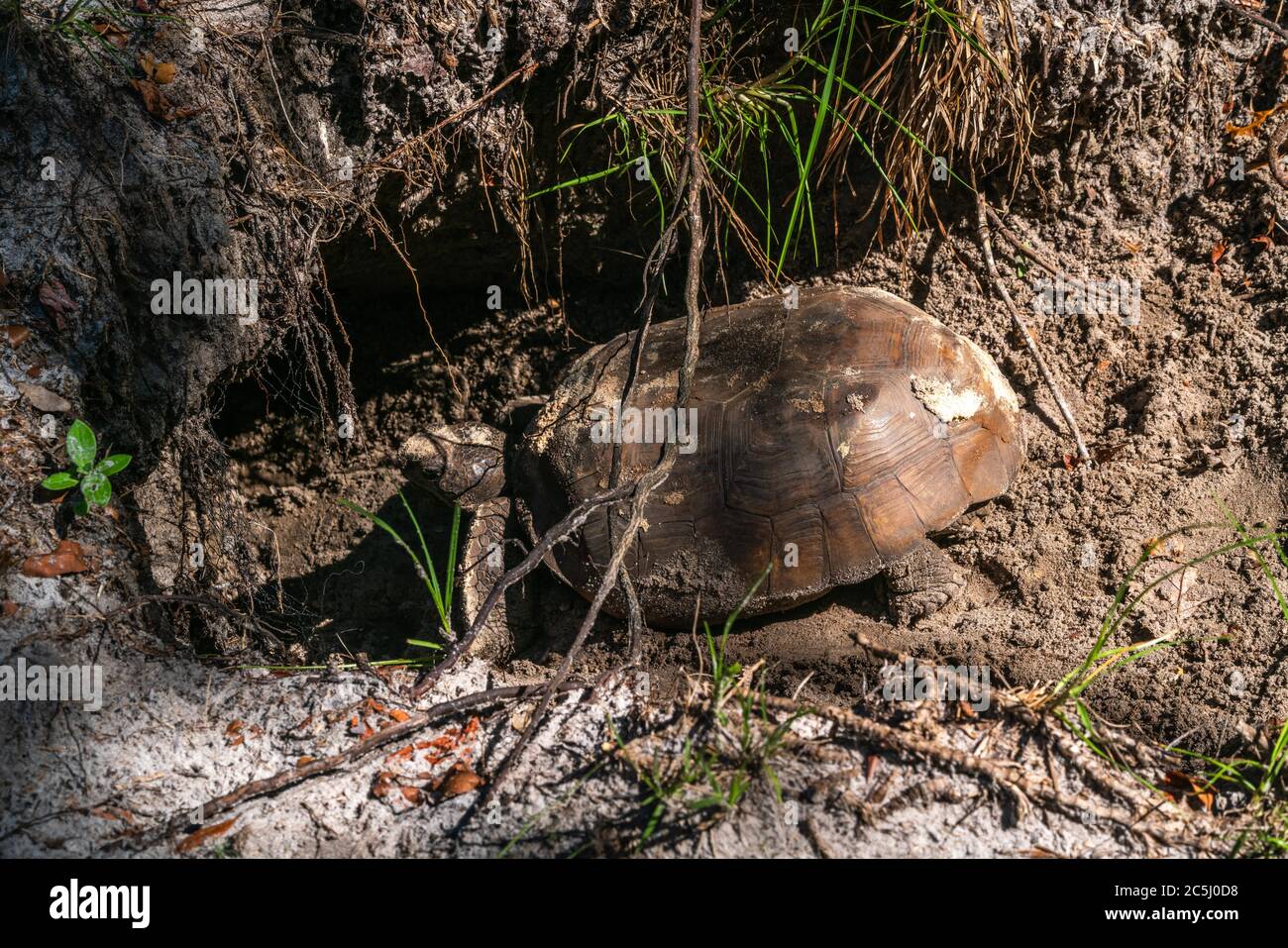 A turtle or tortoise digging in the ground to lay its eggs Stock Photo