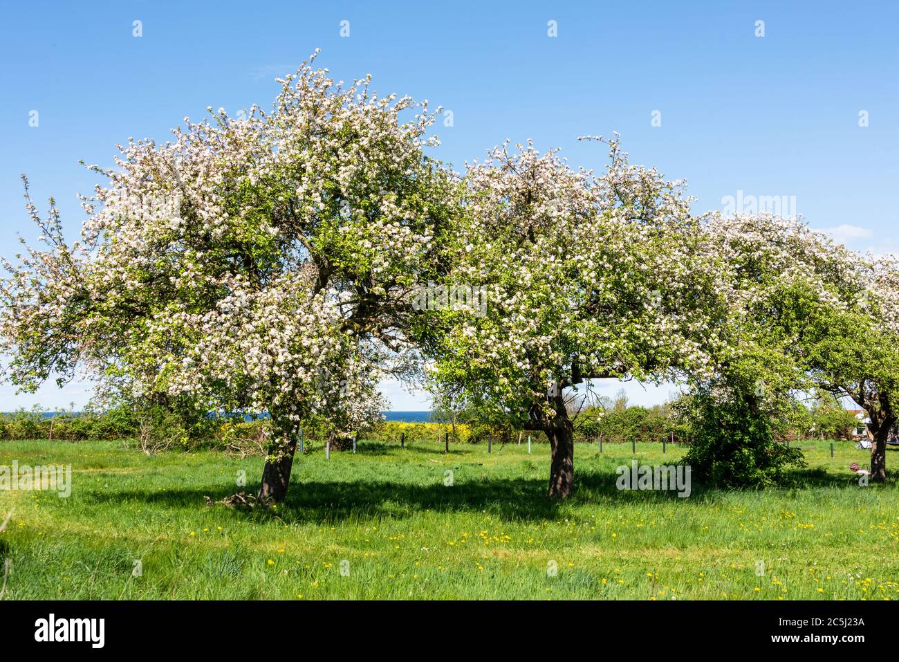 In voller Blüte stehendes Rapsfeld Bei Laboe an der Ostseeküste Stock Photo