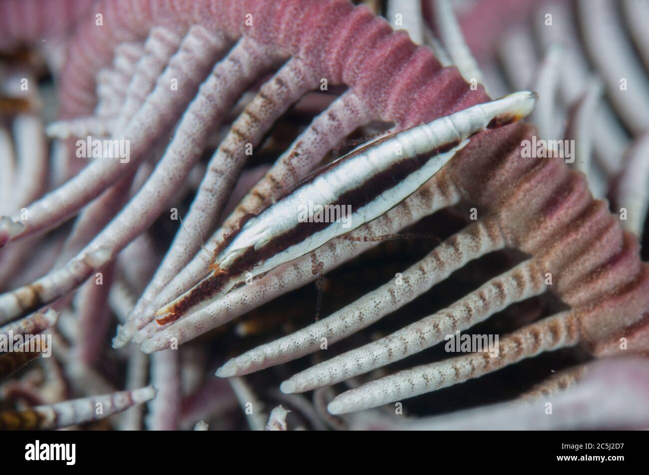 Comanthus Crinoid Shrimp, Pontoniopsis comanthi, on Crinoid, Comatulida Order, Rojos dive site, Lembeh Straits, Sulawesi, Indonesia Stock Photo