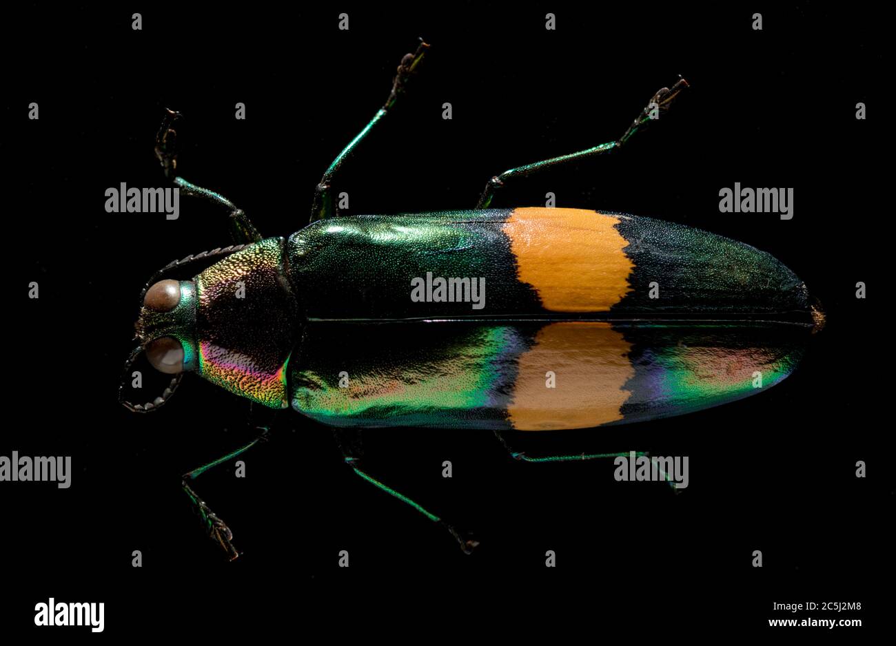 Chrysochroa mniszechii is a species of beetle in the Buprestidae family, that can be found in Asia in countries such as Thailand. Stock Photo