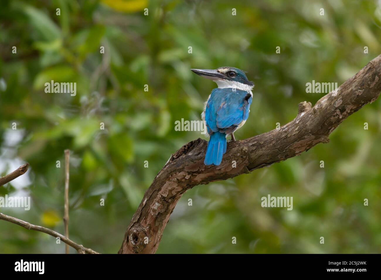 Collared Kingfisher (Todiramphus chloris) in Sunderban  Tiger reserve West Bengal India Stock Photo