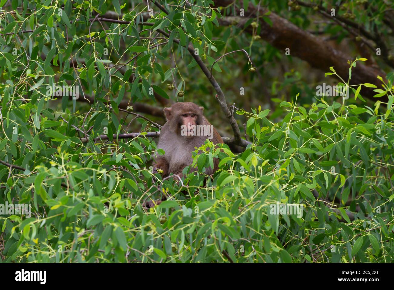 Rhesus macaque or Macaca mulatta in Sunderbans tiger reserve West Bengal India Stock Photo