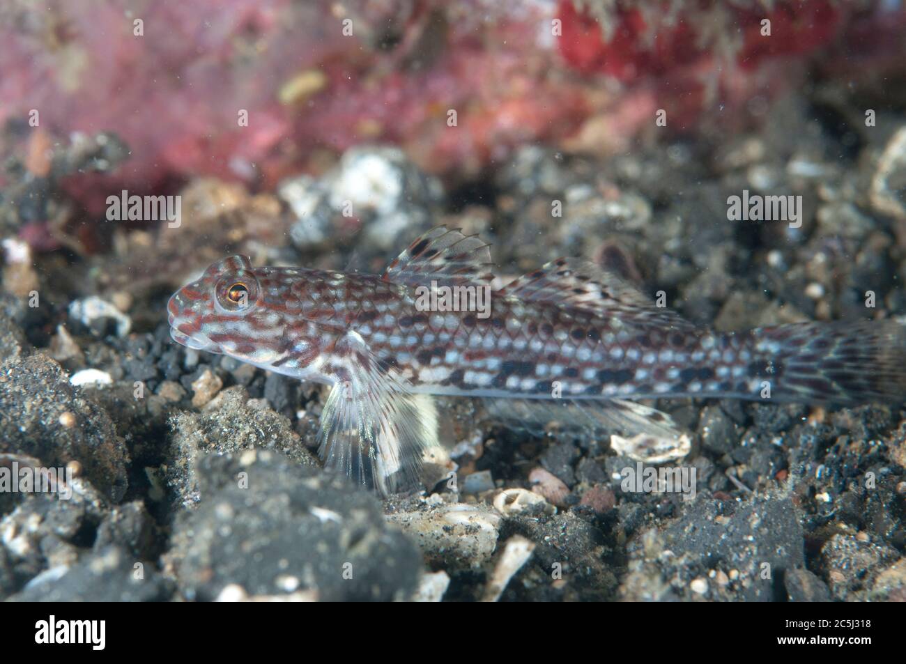 Decorated Goby, Istigobius decoratus, Jahir dive site, Lembeh Straits, Sulawesi, Indonesia Stock Photo
