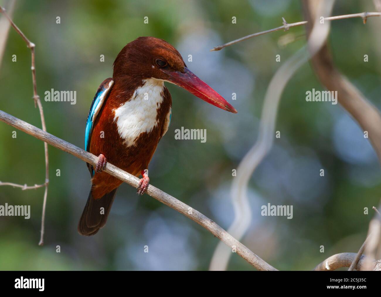 White-throated kingfisher or Halcyon smyrnensis near Pune Maharashtra India Stock Photo